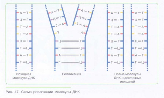 ХИМИЧЕСКИЙ СОСТАВ ОРГАНИЗМА: органические вещества_004